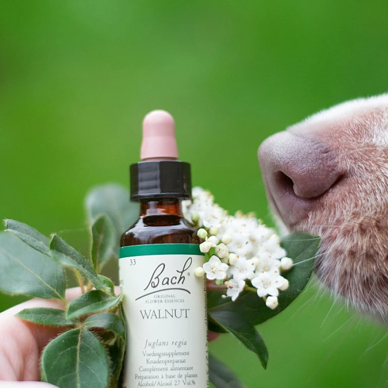 Fleurs de bach white chestnut : tout savoir sur cette essence florale