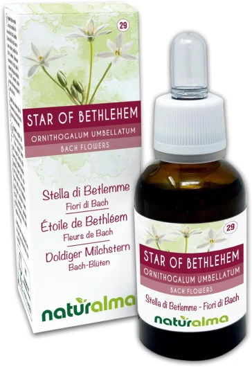 Star of Bethlehem ou Étoile de Bethléem (Ornithogalum umbellatum) Fleurs de Bach Naturalma - Gouttes 30 ml - Extrait liquide sans alcool - Essences florales - Vegan et sans alcool