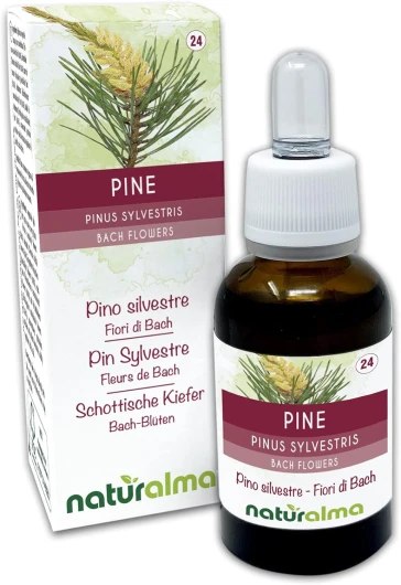 Pine ou Pin Sylvestre (Pinus sylvestris) Fleurs de Bach Naturalma - Gouttes 30 ml - Extrait liquide sans alcool - Essences florales - Vegan et sans alcool