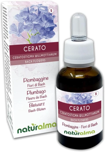 Cerato ou Plumbago (Ceratostigma willmottianum) Fleurs de Bach Naturalma - Gouttes 30 ml - Extrait liquide sans alcool - Essences florales - Vegan et sans alcool