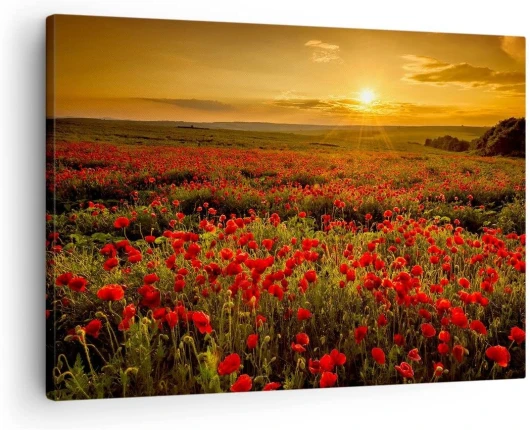 Moderne Impression sur Toile coquelicot fleur prairie Image Tableau Decoration Murale 70x50cm Deco Cadre Décoration Salon Chambre Cuisine Horizontal Tableaux Decoratifs Muraux Art Wall AA70x50-3643 70L x 50l cm